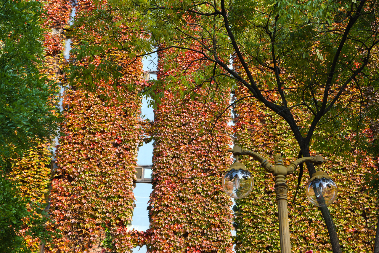 Ivy-covered stone columns turning red in autumn along a quiet Seoul walkway