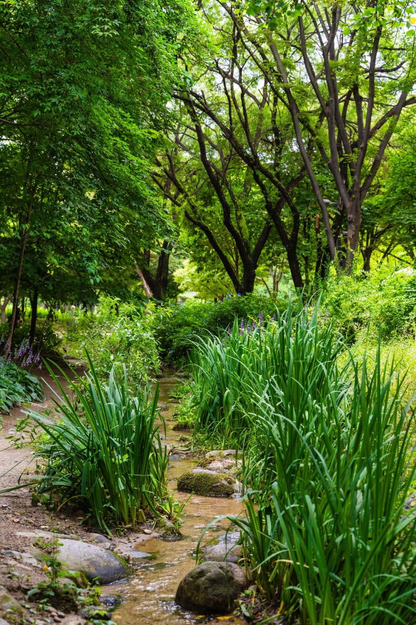 A lush green stream lined with trees and irises at Seoul Forest in early summer, Seoul