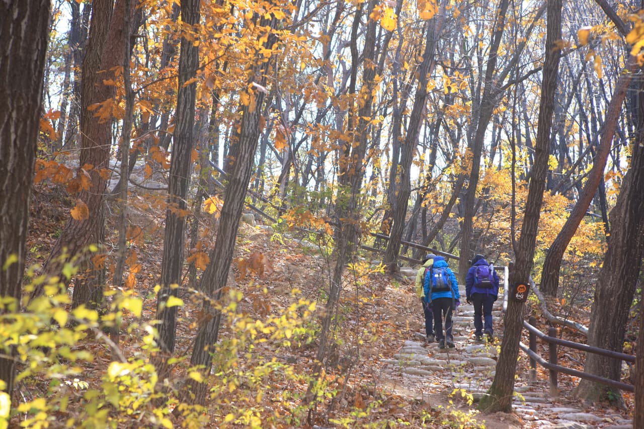 Hikers on a wooded autumn trail on a mountain near Seoul