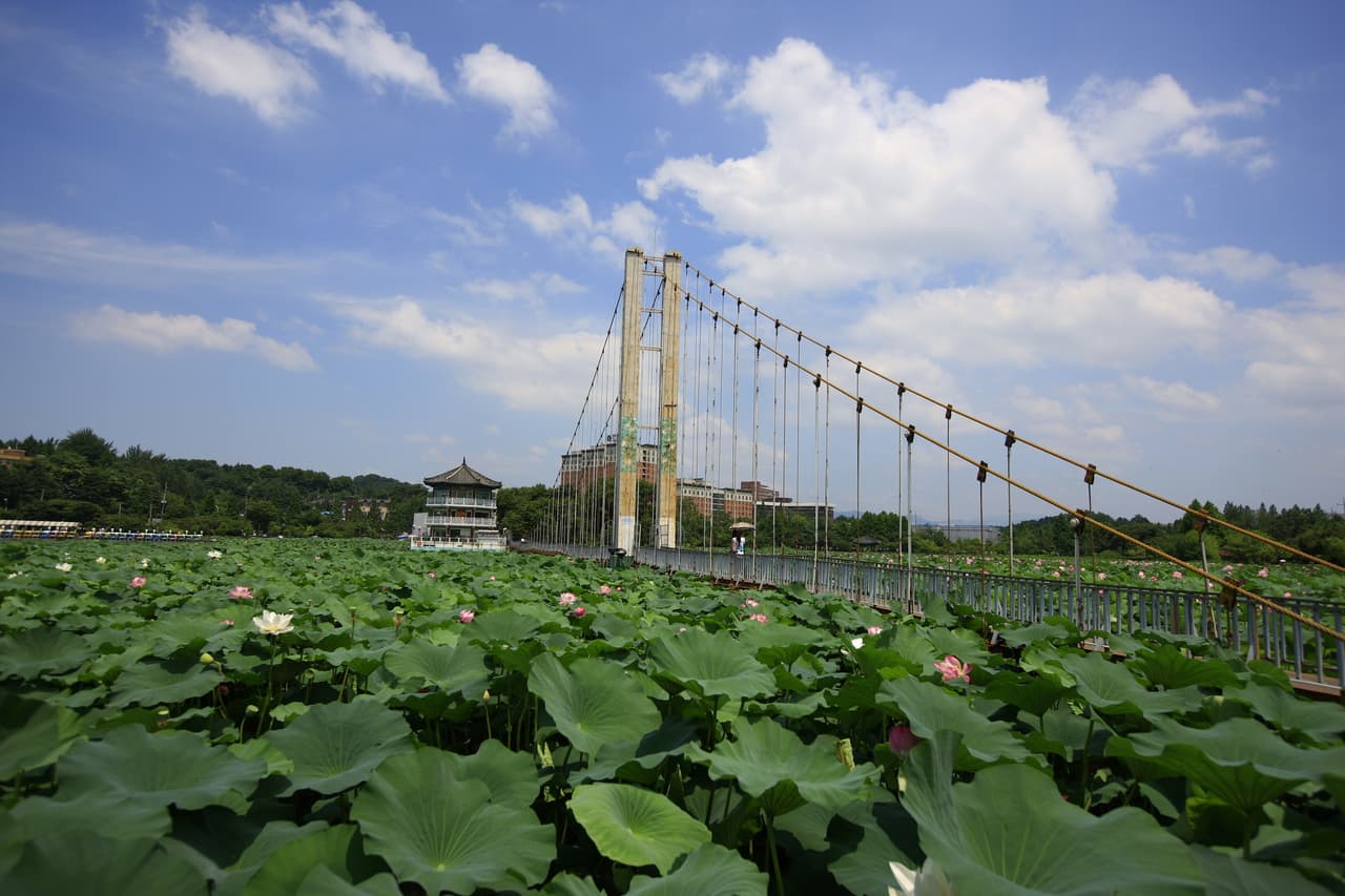 A lotus pond with a pavilion and footbridge at Deokjin Park in Jeonju in summer