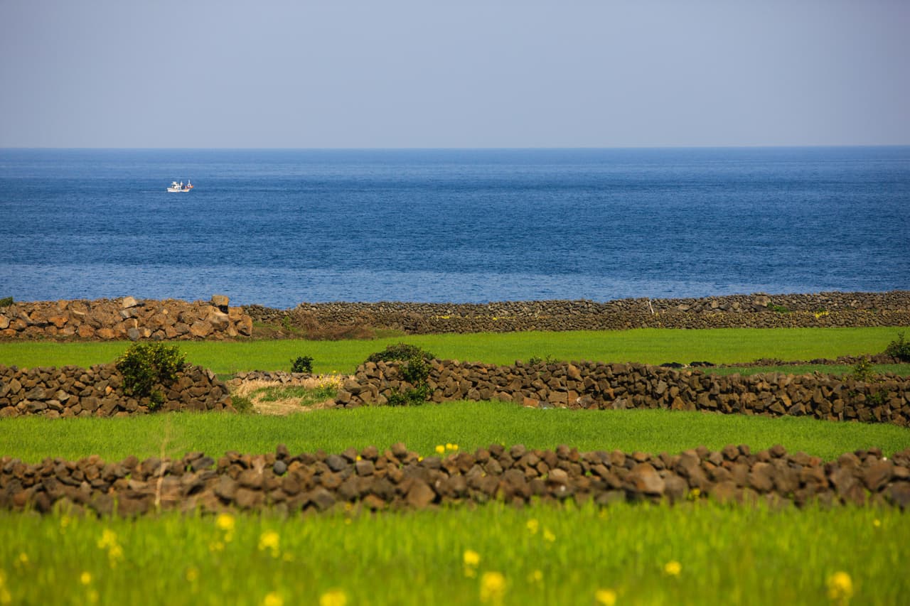 Green fields edged by black basalt stone walls above the sea on Udo islet, Jeju