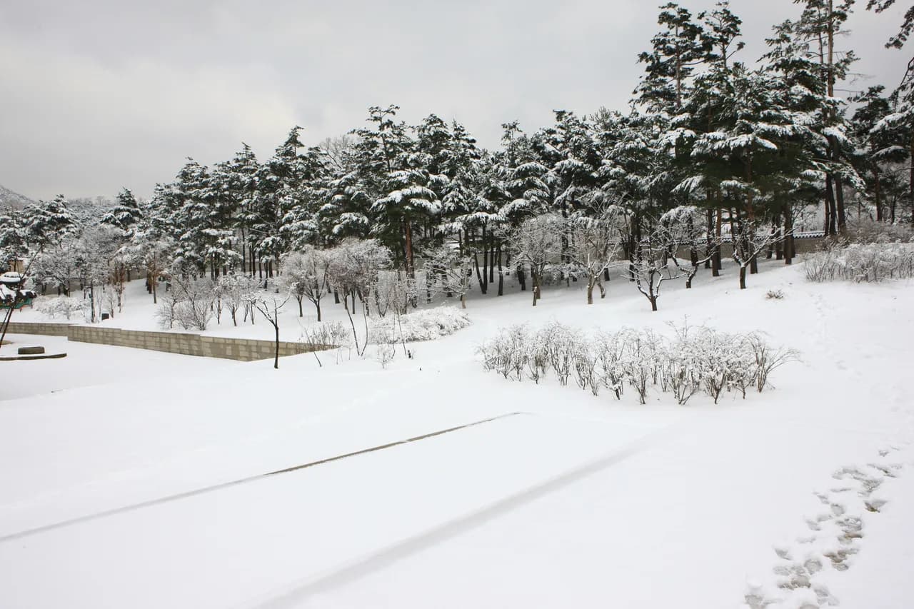 A wide, snow-covered Korean landscape with snow-laden pine trees and a stone wall
