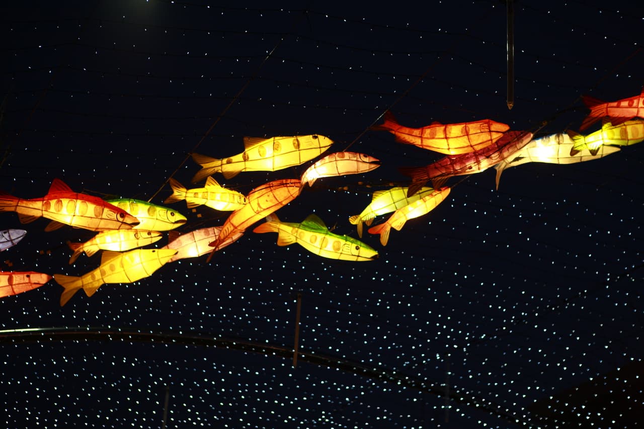 Glowing trout-shaped lanterns strung against a night sky at a Korean winter festival