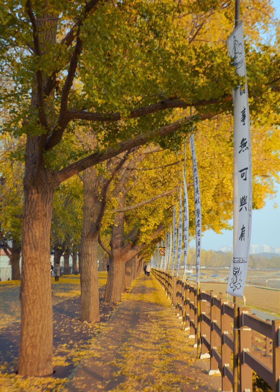 A path lined with golden ginkgo trees dropping yellow leaves in autumn