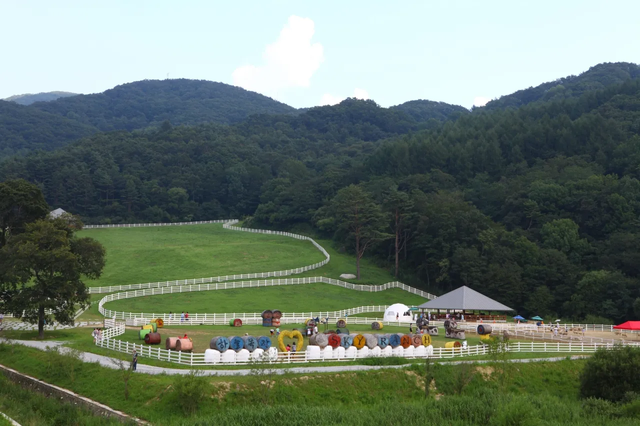 Wide green pasture and wooden fencing at Daegwallyeong Sky Ranch under blue sky