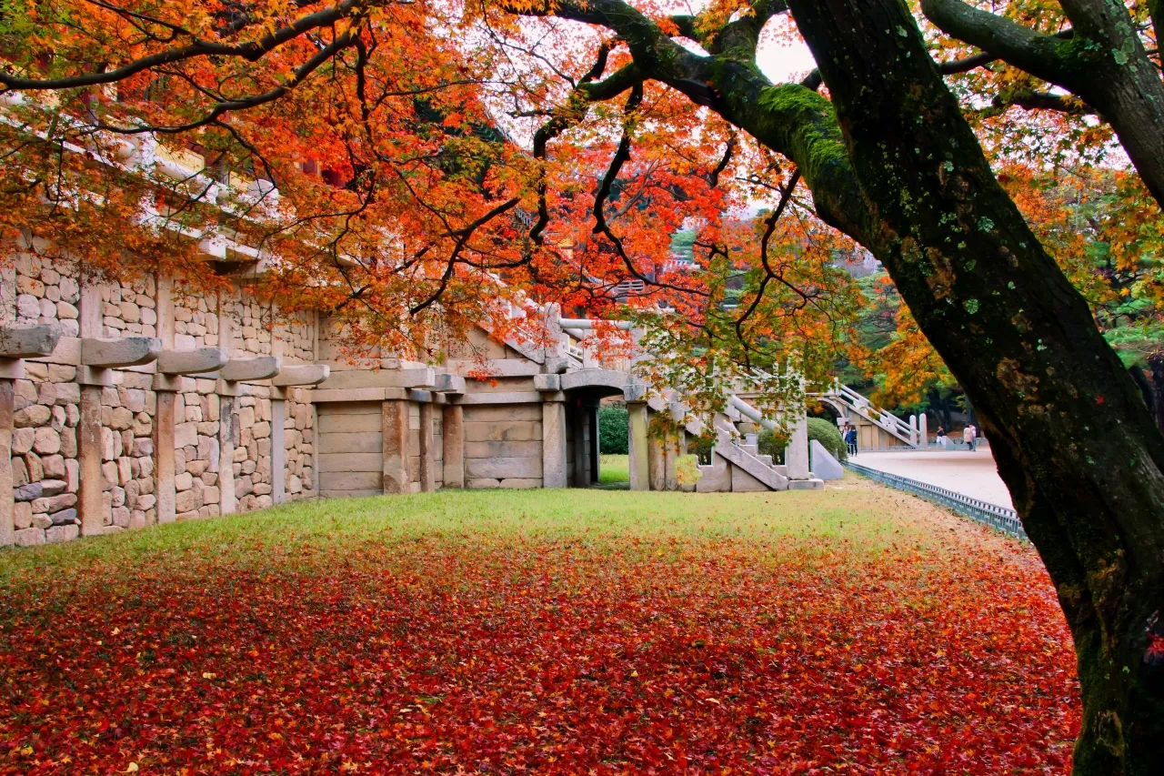 Autumn maple over the stone terraces and stairs at Bulguksa Temple in Gyeongju