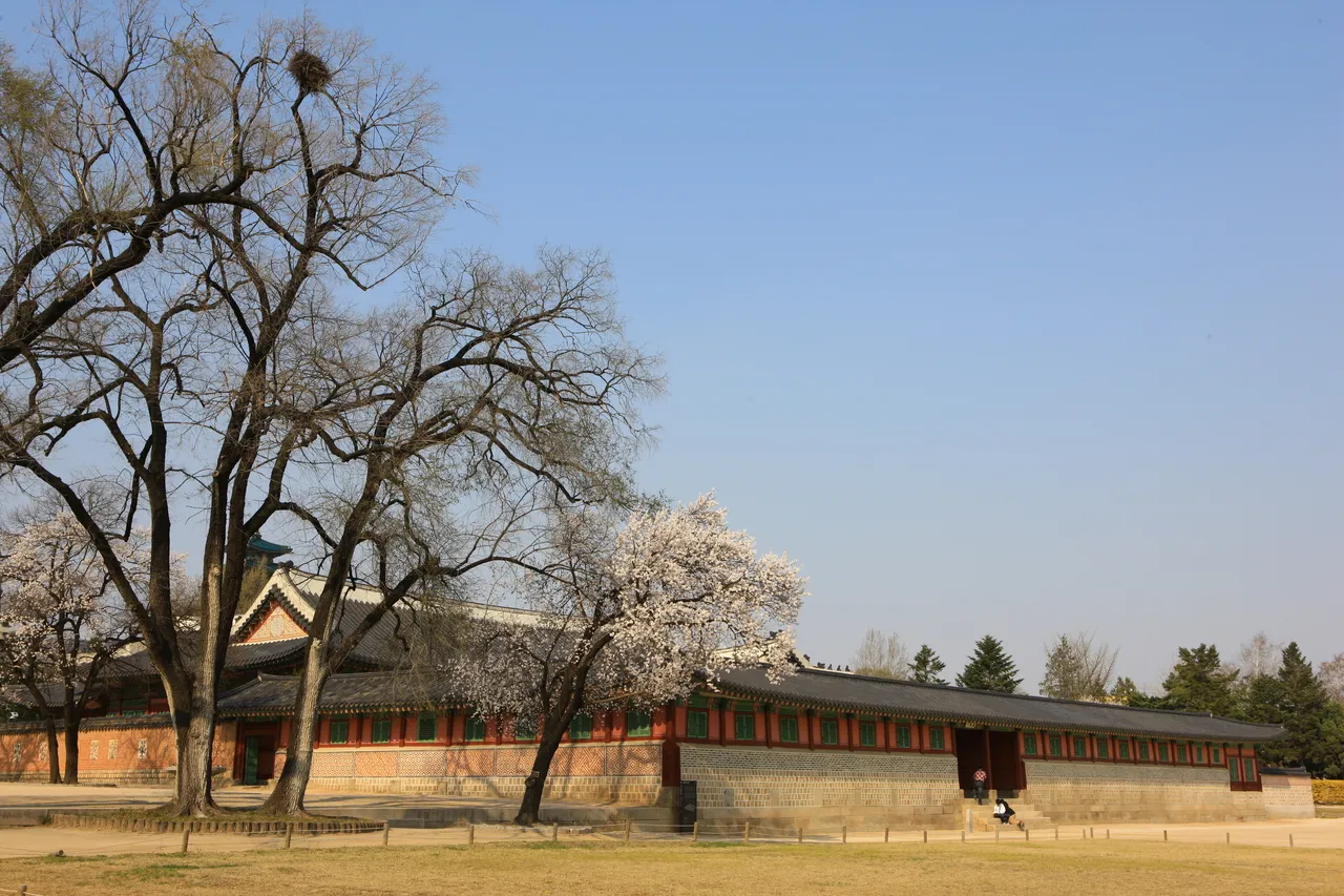 Gyeongbokgung Palace halls framed by spring cherry blossoms in Seoul