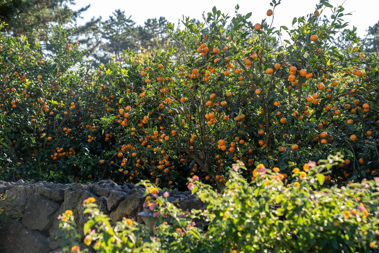 Mandarin trees loaded with orange fruit behind a lava-stone wall on Jeju