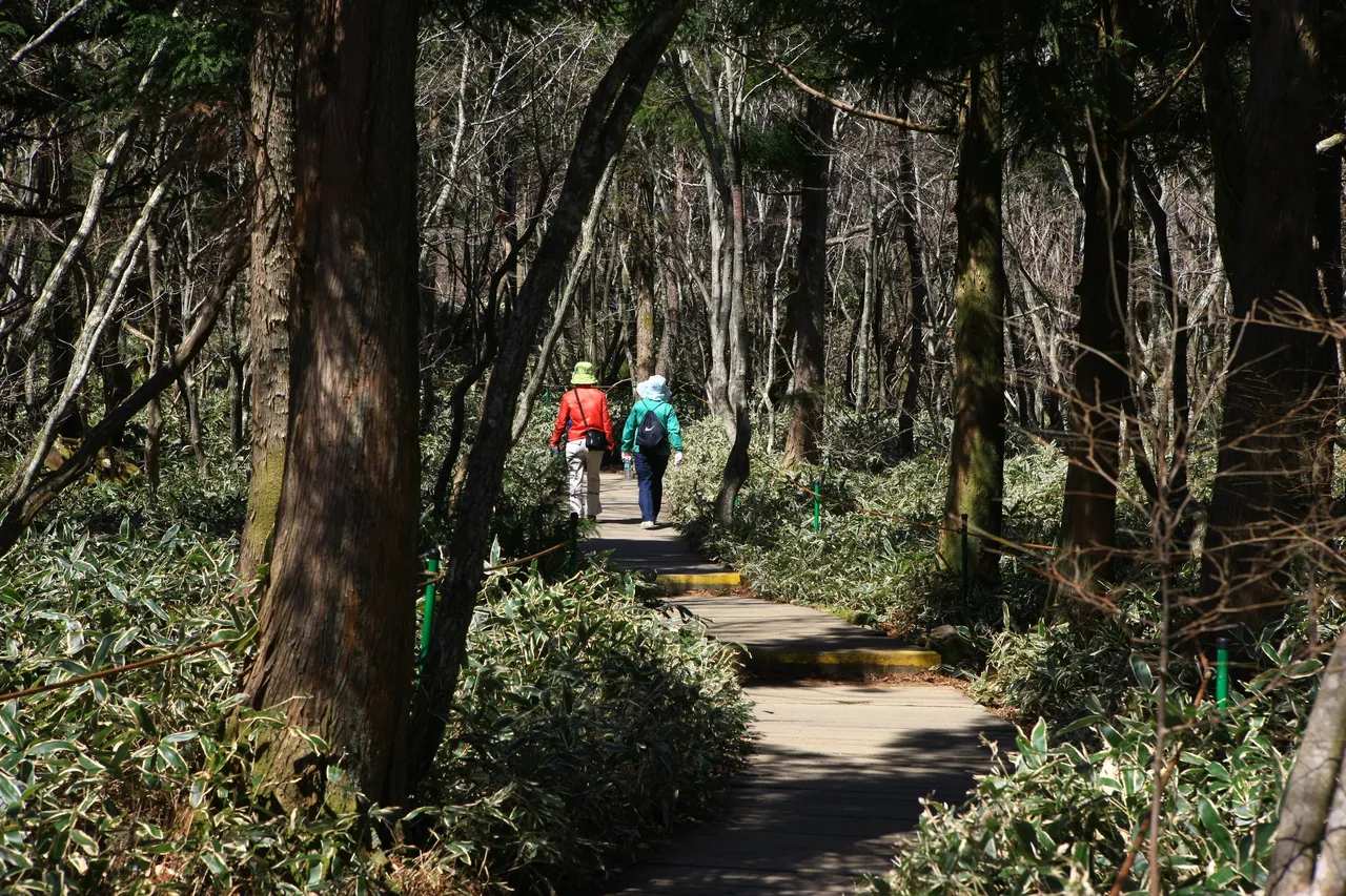 Two hikers on a wooden boardwalk through a Hallasan forest of mostly bare deciduous trees with green undergrowth