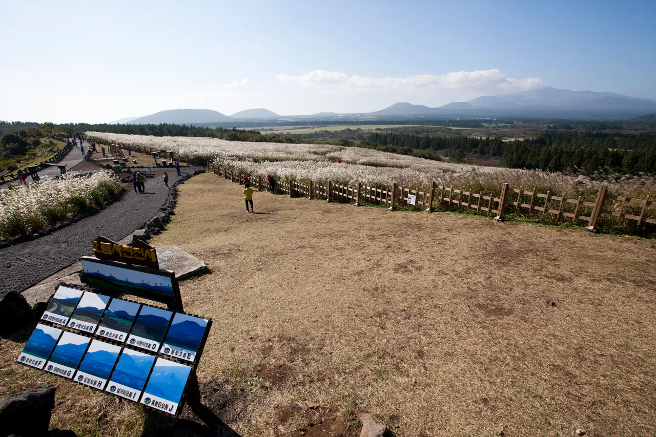 Silver grass fields and a viewing deck at Sangumburi crater on Jeju, with oreum hills along the horizon