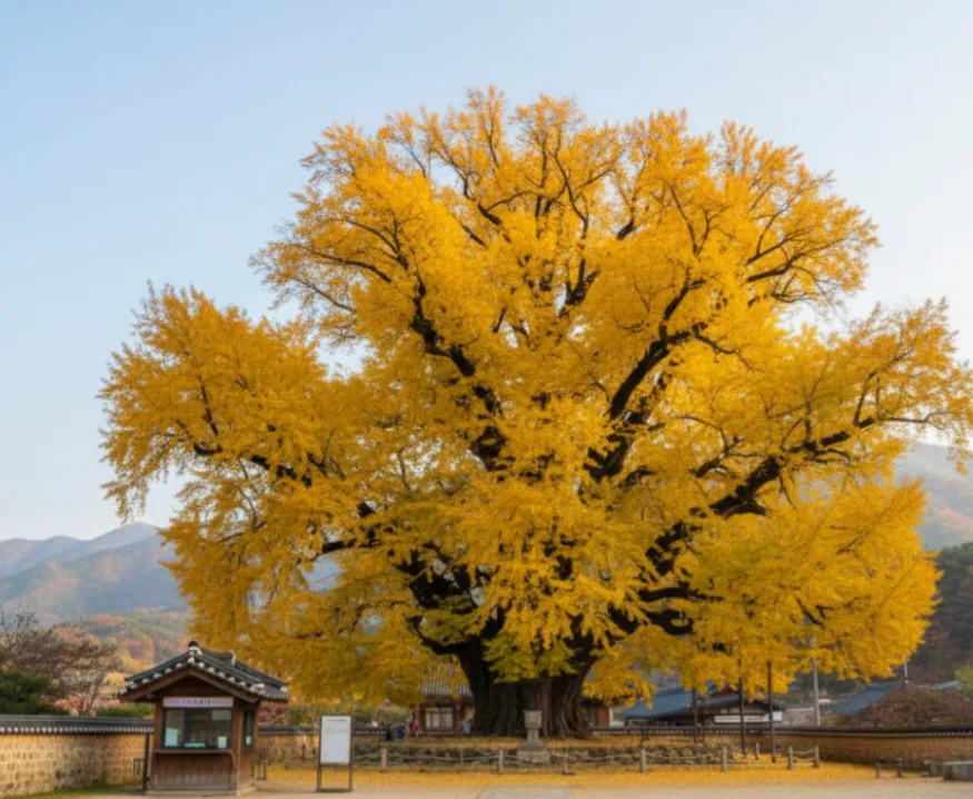 Giant yellow ginkgo tree beside a traditional temple gate at Yongmunsa