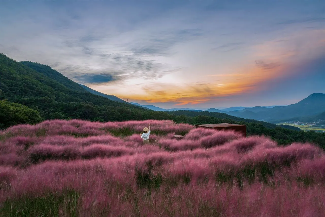 Pink muhly grass glowing pink and orange at sunset under a cloudy sky