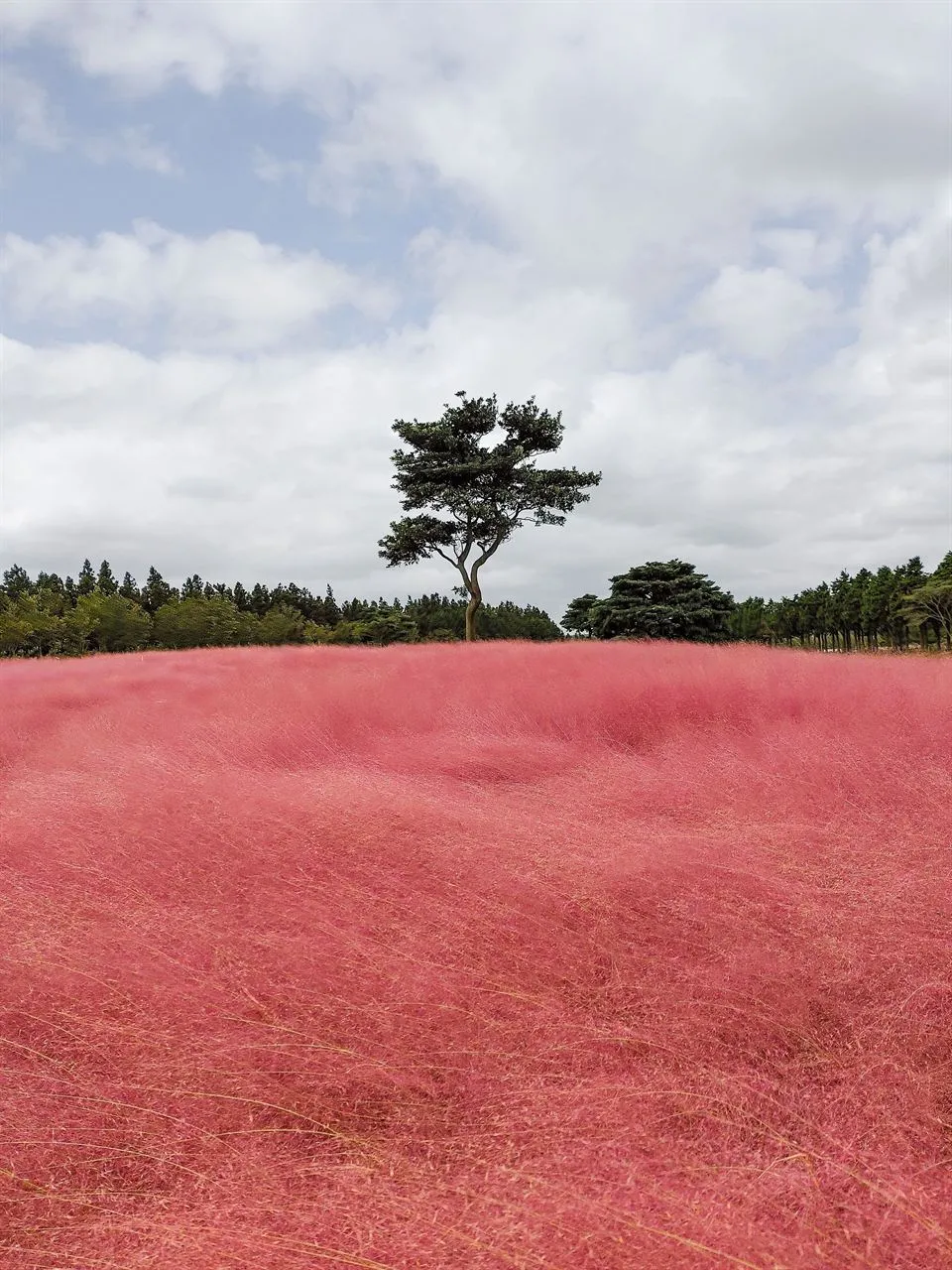 A lone tree among pink muhly grass under a blue sky with scattered clouds