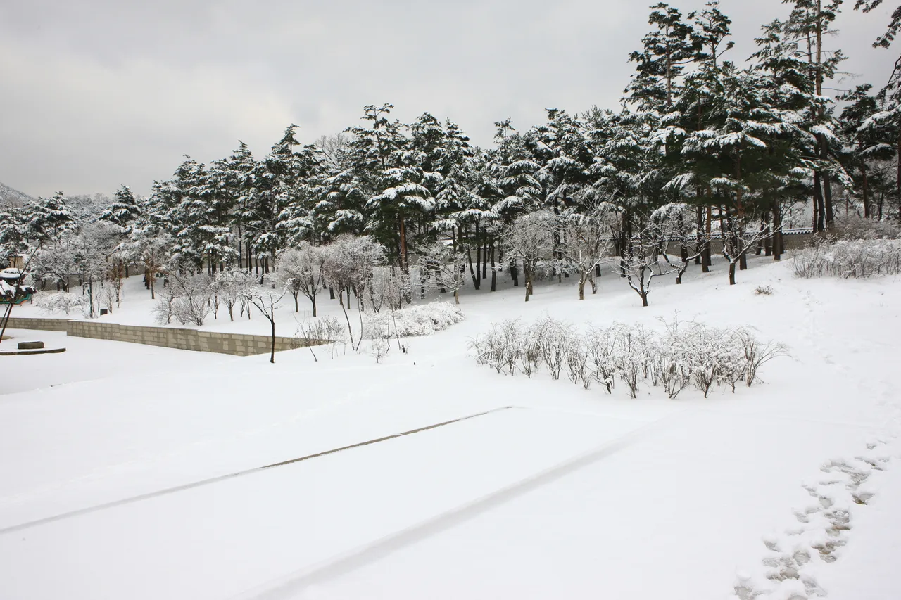 A wide, snow-covered Korean landscape with snow-laden pine trees and a stone wall