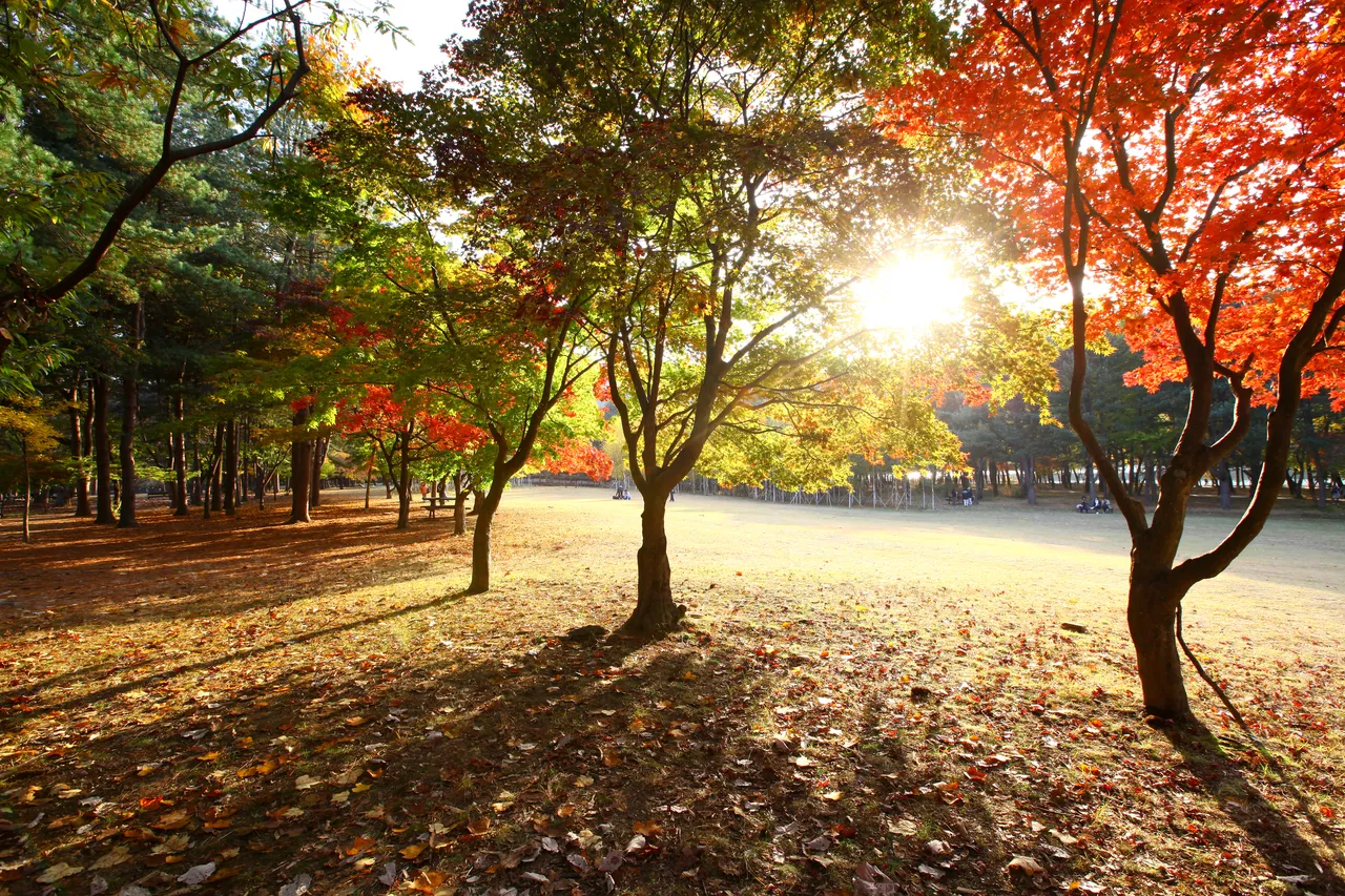A broad autumn lawn with red and gold maple trees and low sunlight on Nami Island