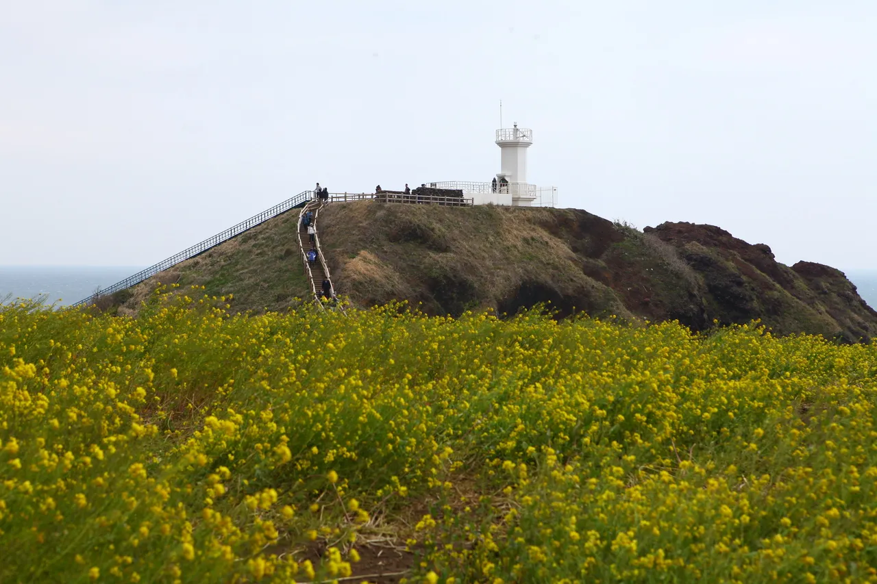 A yellow canola field in the foreground with a white lighthouse on a hill behind it under a pale sky