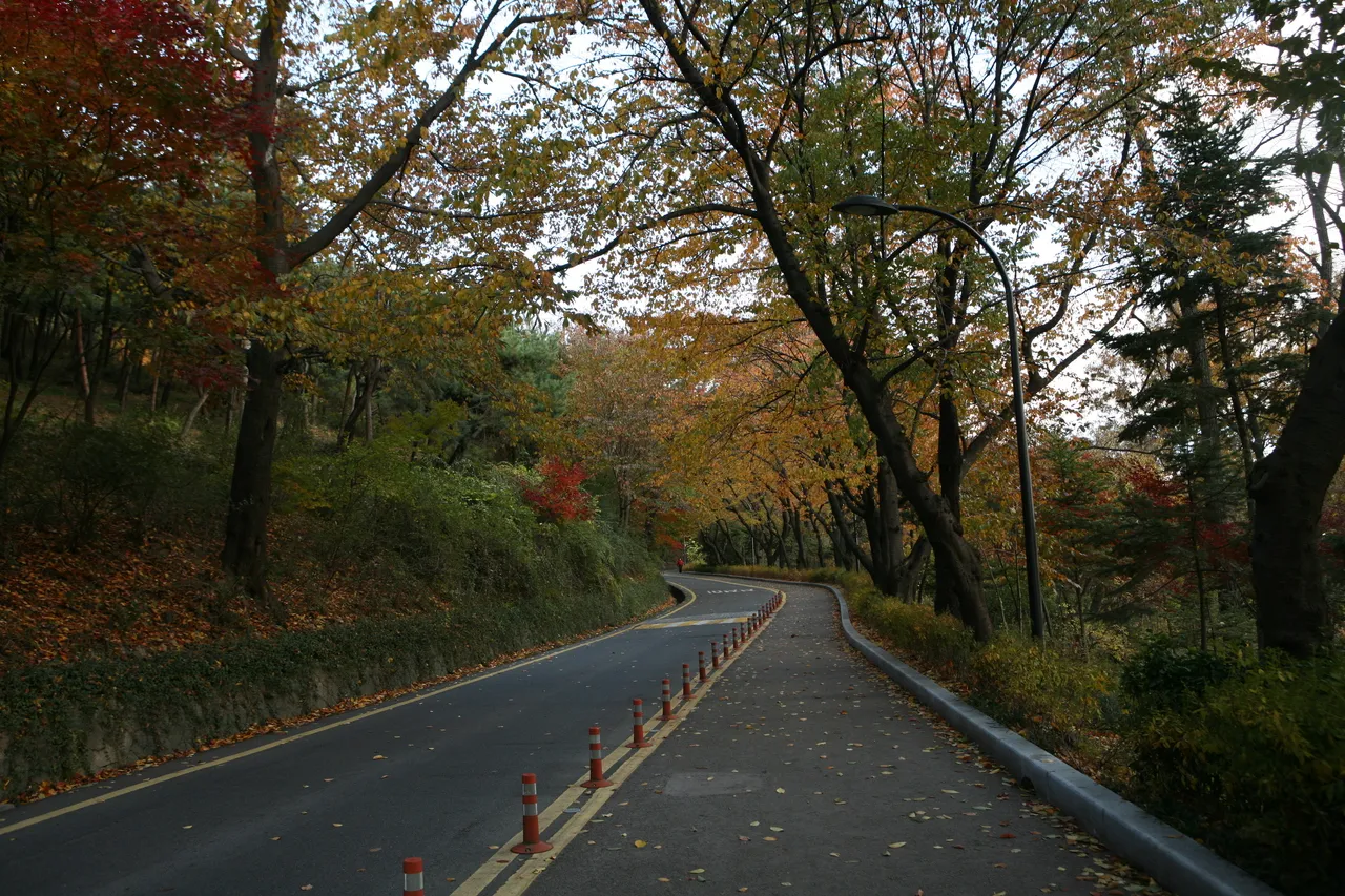 A paved road through Namsan Park in Seoul, lined with orange and brown autumn trees and scattered fallen leaves