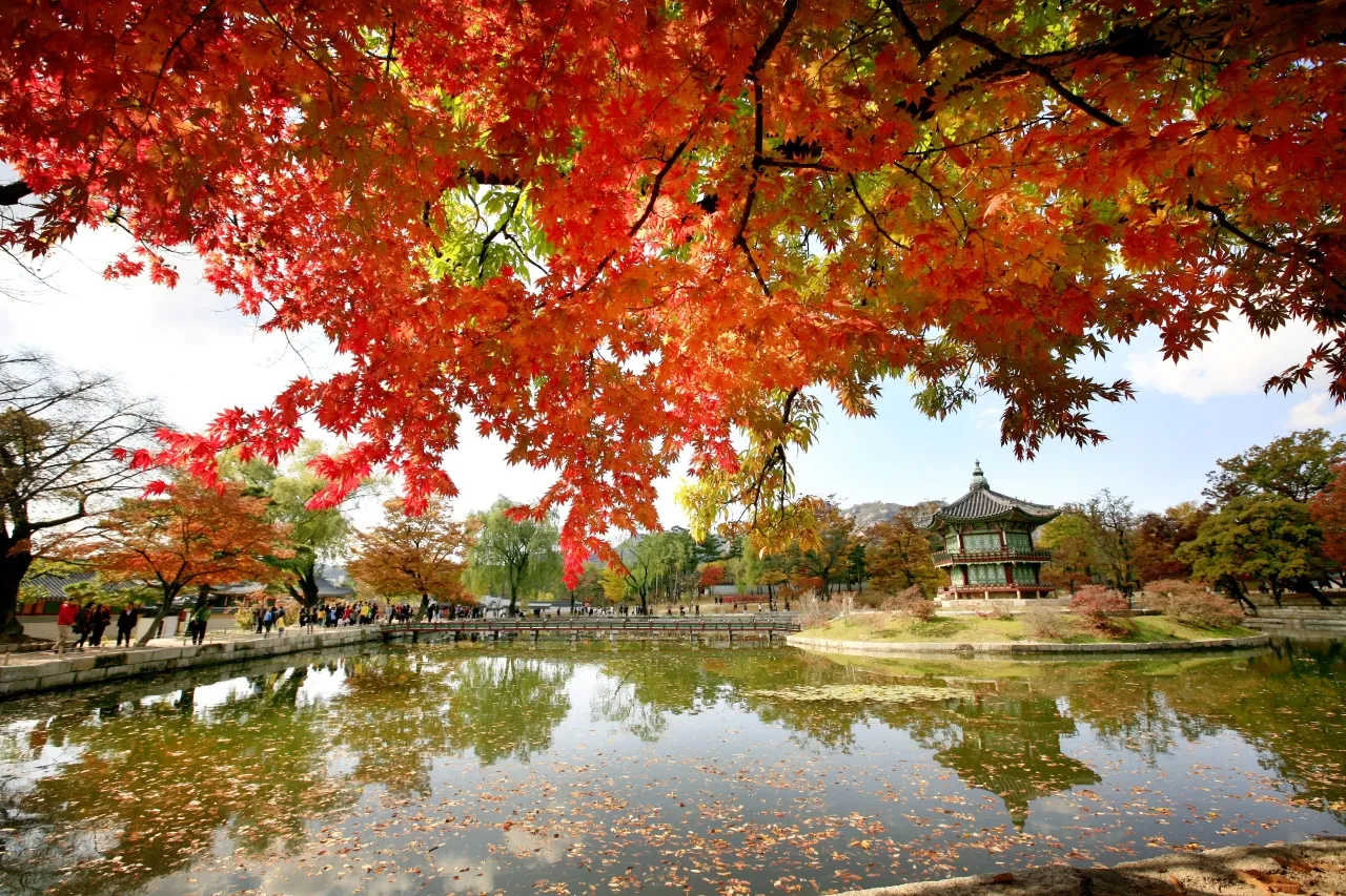 Red and orange maple leaves above the pond at Hyangwonjeong pavilion in Gyeongbokgung, Seoul, with fallen leaves on the water