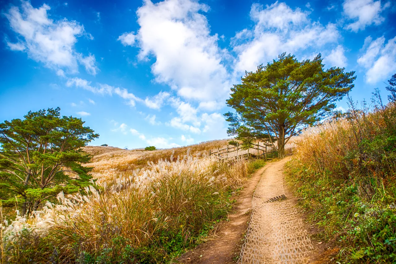 Silver grass covering the open ridge of Mindungsan in autumn, with a dirt path and a pine tree